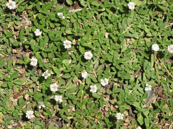 Phyla nodiflora ‘Summer teppichverbene als pflasterfugen begrünung