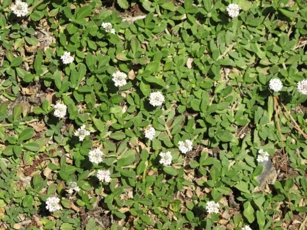 Phyla nodiflora ‘Summer Teppichverbene als Bodendecker 