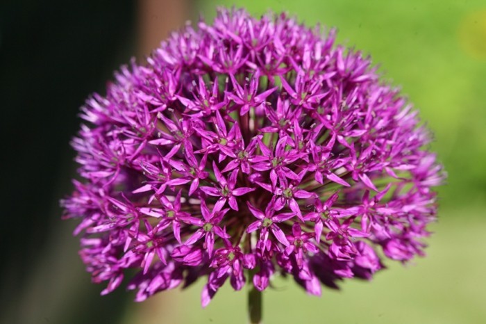 bienenfreundliche Pflanzen kornblume mit biene lauch bluete