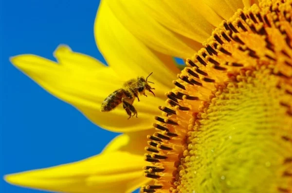 bienenweide bienenpflanze sonnenblume bienengarten anlegen