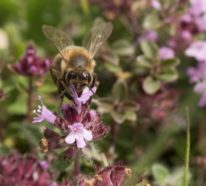 Bienenweide: Welche sind die besten Pflanzen für fleißige Bienchen?
