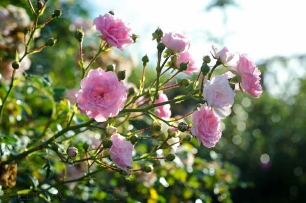 blühende bodendecker Polyantha-Rose the fairy