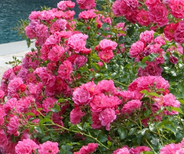 blühende bodendecker rosen heidetraum 'NOATraum'
