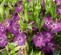 Blühende Bodendecker: Diese 20 Pflanzen sorgen für herrliche Blütenpracht im Garten