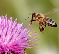 Bienenweide: Welche sind die besten Pflanzen für fleißige Bienchen?