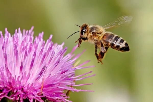 distel bienenweide nektar pollen