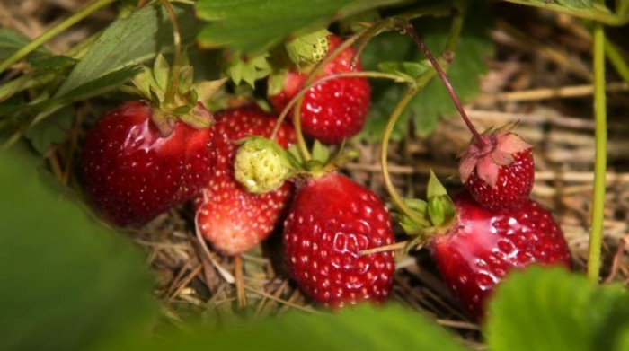 garten-trends gartentipps erdbeeren