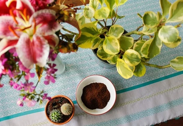 kaffeesatz als dünger benutzen für pflanzen und blumen