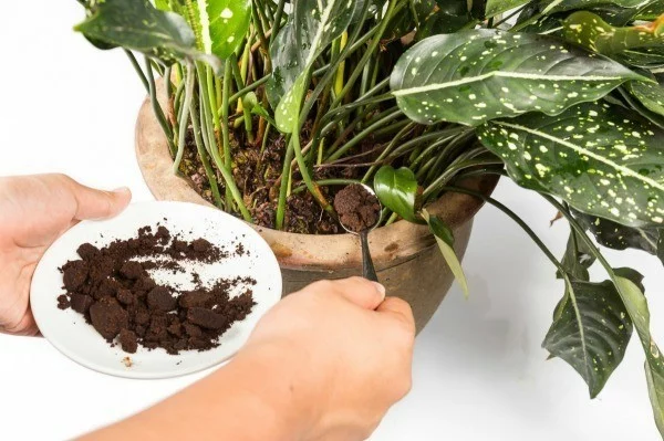 kaffeesatz als dünger für topfpflanzen benutzen