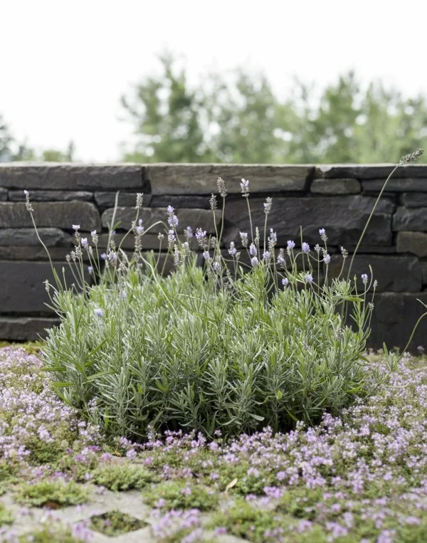 Lavendel und Thymian als Bodendecker im Garten 