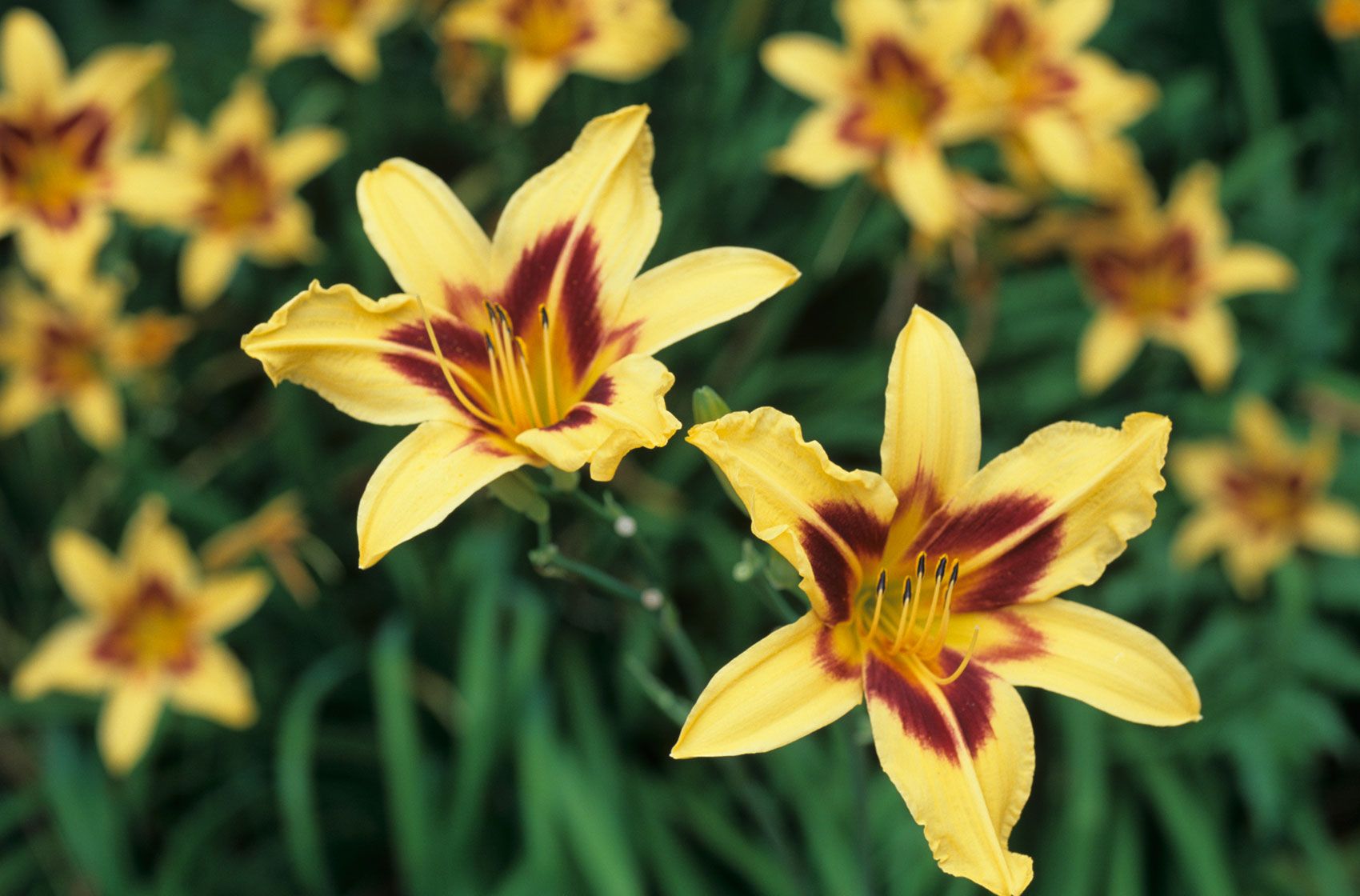Taglilien (Hemerocallis): Die Staude des Jahres 2018!