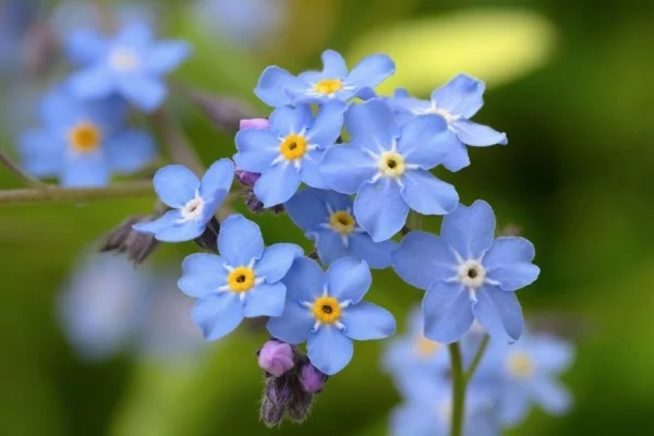 winterharte Stauden - blaue Blüten vom Vergissmeinnicht 