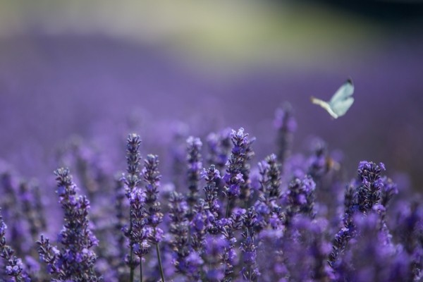 winterharte stauden heilpflanze lavendel
