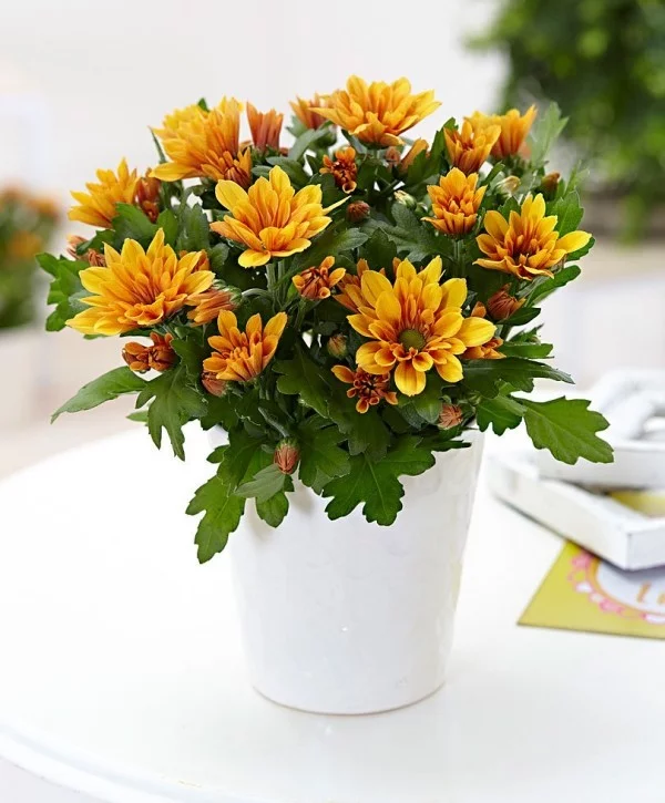 Chrysanthemen in Topf luftreinigende Zimmerpflanzen schöner Anblick grüne Blätter orangenfarbene Blüten
