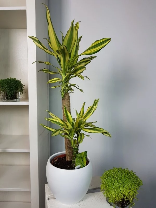 Dracaena Drachenbaum luftreinigende Zimmerpflanzen schön grün macht Raumluft sauber