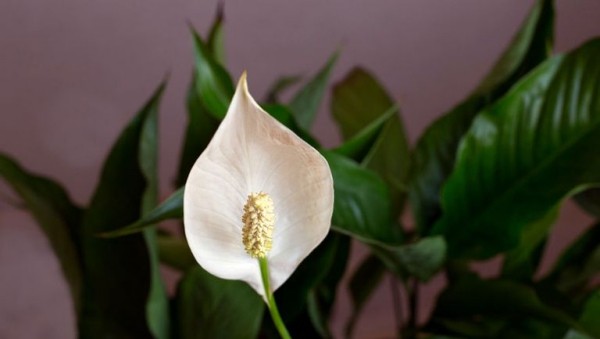 Einblatt zarte weiße Blüte luftreinigende Zimmerpflanzen schöne Raumdekoration