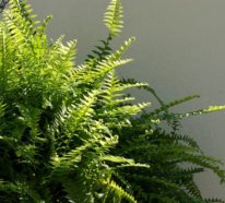Grüne luftreinigende Zimmerpflanzen im Portrait