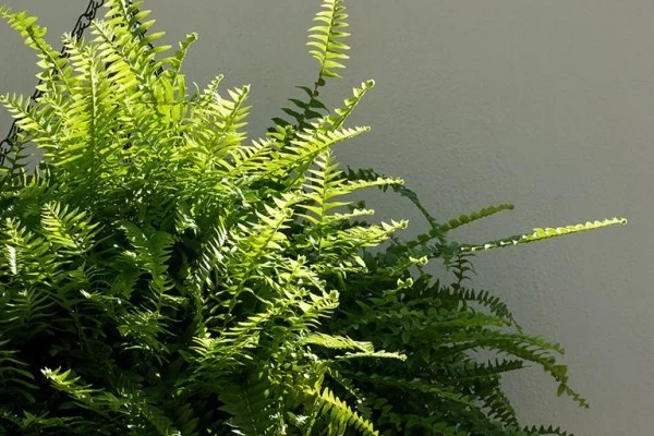 Farn Nummer eins luftreinigende Zimmerpflanzen viel üppiges Grün