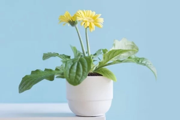 Luftreinigende Zimmerpflanzen Chrysantheme im Topf Natur ins Haus bringen