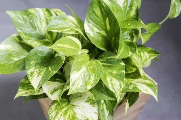 Luftreinigende Zimmerpflanzen Efeutute schöne Blätter leicht gestreift weiß gelb hellgrün