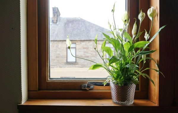 Luftreinigende Zimmerpflanzen Friedenslilie perfekt fürs Büro und Zuhause