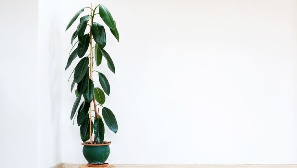 Luftreinigende Zimmerpflanzen Gummibaum schöne Figur im Topf grüne Blätter
