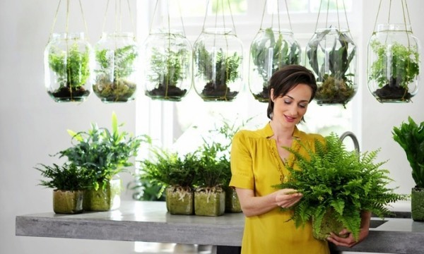 Luftreinigende Zimmerpflanzen gutes Arrangement viel Grün saubere Raumluft