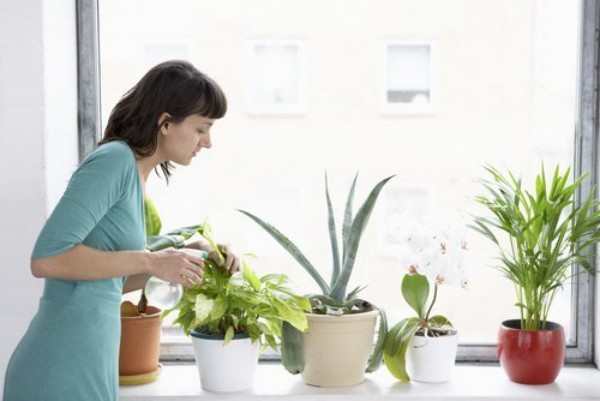 Luftreinigende Zimmerpflanzen richtig zu Hause pflegen gießen düngen