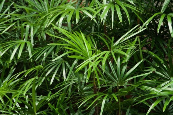 Luftreinigende Zimmerpflanzen viel Grün herrliche Dekoration