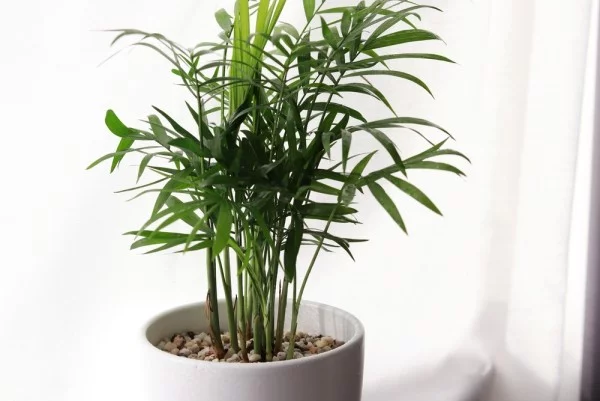 Palme im Topf luftreinigende Zimmerpflanzen warmer Standort