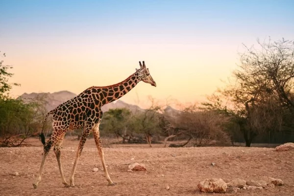 Safari-Trip Ostafrika perfekter Ort Singlereisen