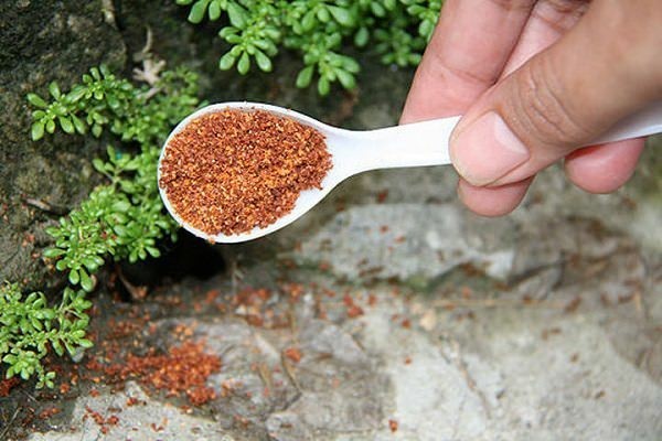 hausmittel gegen ameisen pfeffer