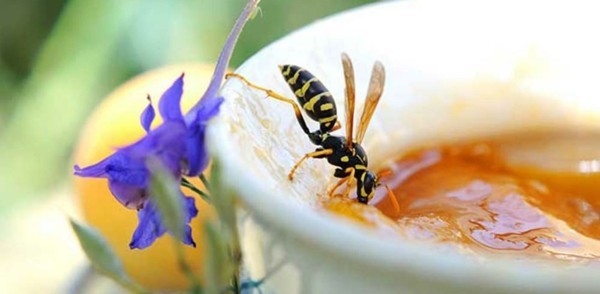 Marmelade in der Schale als Mittel gegen Wespen 