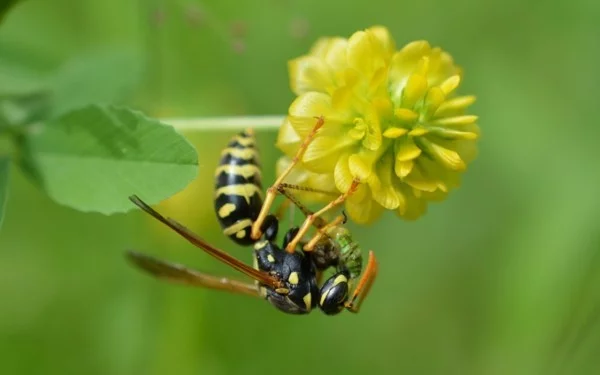 Wespe bestäubt Klee mittel gegen wespen
