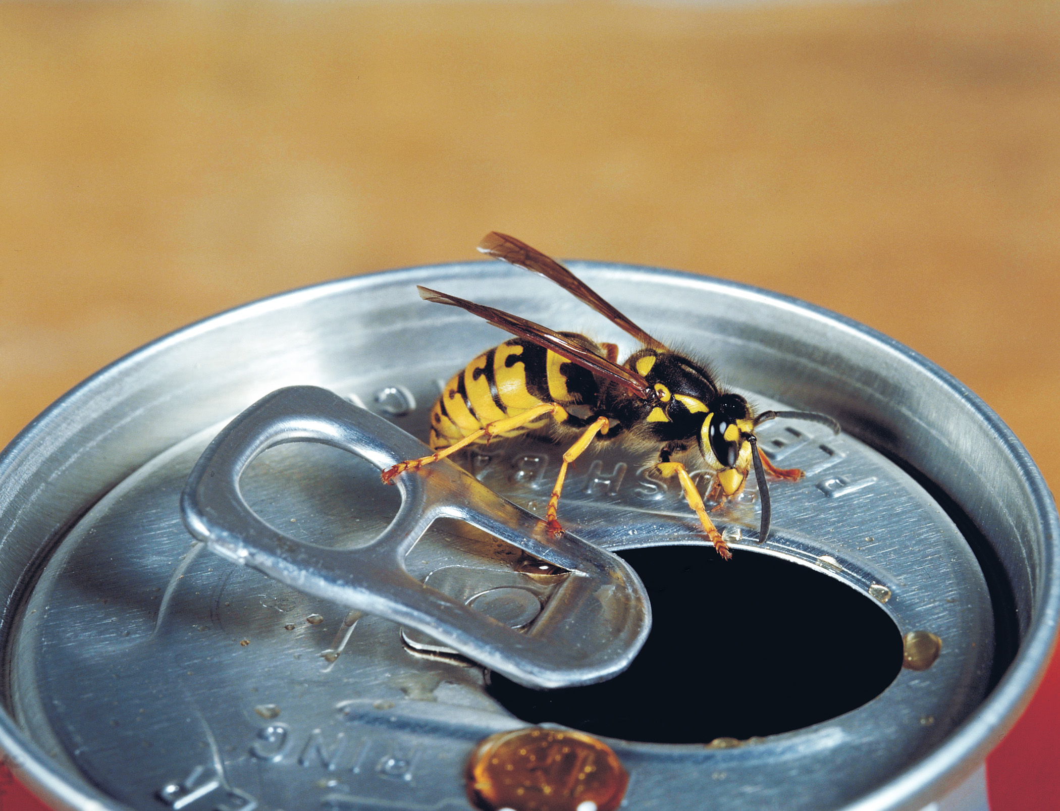 5 Mittel Gegen Wespen Mit Diesen Tipps Und Tricks Vertreiben Sie Die Plagegeister