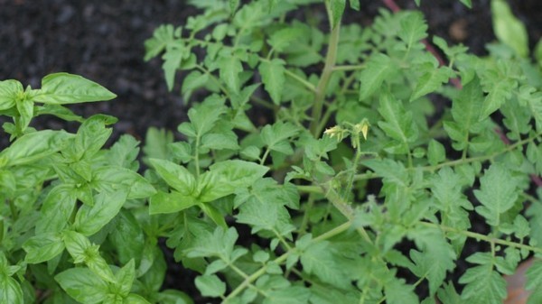 mittel gegen wespen tomaten und basiligum pflanzen 
