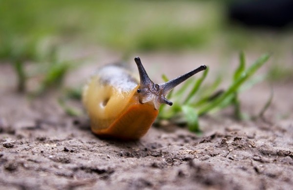 Mittel Gegen Schnecken Mit Diesen Tricks Bleibt Ihr Garten