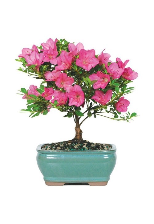 Azalie im Topf schöne rosa Blüten Geburtstagsgeschenke für Mama