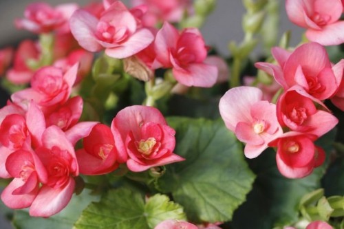 Begonie kleine rosa-rote Blüten dürreresistente Zimmerpflanzen