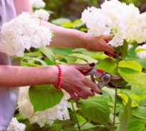 Hortensien vermehren – Wissenswertes und nützliche Tipps