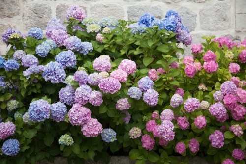 Hortensien in rosa blau lila violett schöne Gartenblumen blühen im Frühling und Sommer beim Sonnenuntergang im Garten