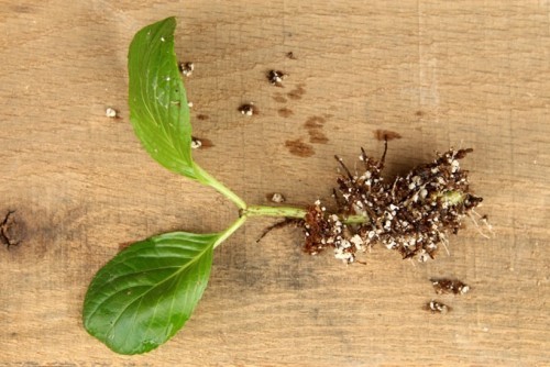 Hortensien vermehren Steckling mit Wurzeln umpflanzen