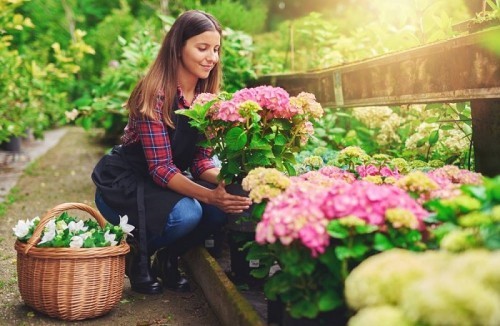 Junge Frau pflückt rosa Hortensien im Garten