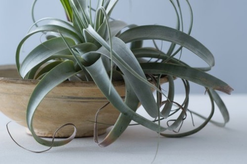 Luftpflanzen dürreresistente Zimmerpflanzen interessant geformte Blätter ohne Wasser