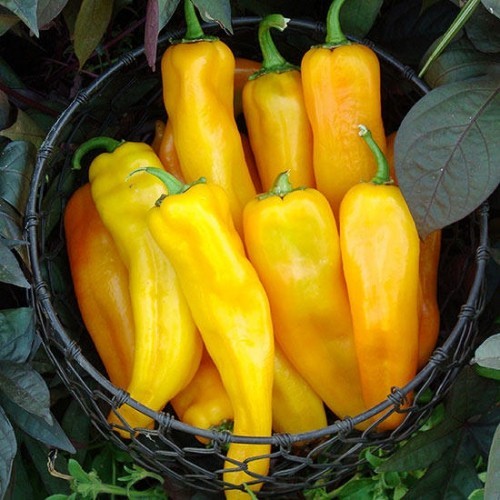 Paprika Peperoni scharf essen Gemüse nach Saisonkalender anbauen ernten