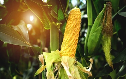 Saisonkalender Gemüse ernten reifer Maiskolben Schönheit direkt aus der Natur