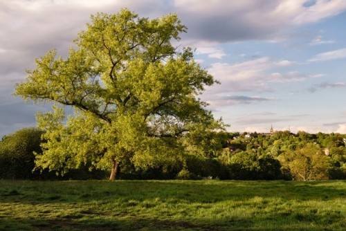 Schönste Orte für Picknick weltweit Hampstead Heath London