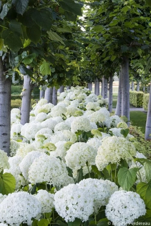 Weiße Hortensien vermehren viel Eleganz im Garten ausstrahlen