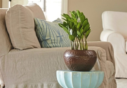 Zamioculcas ausdauernde Zimmerpflanzen glänzende grüne Blätter benötigt wenig Pflege