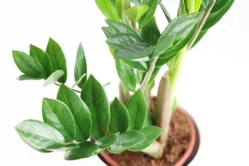 Zamioculcas ausdauernde Zimmerpflanzen glänzende grüne Blätter